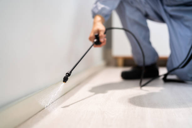 Licensed Wasp Removal service in Burke, VA - Show Me Pest Control